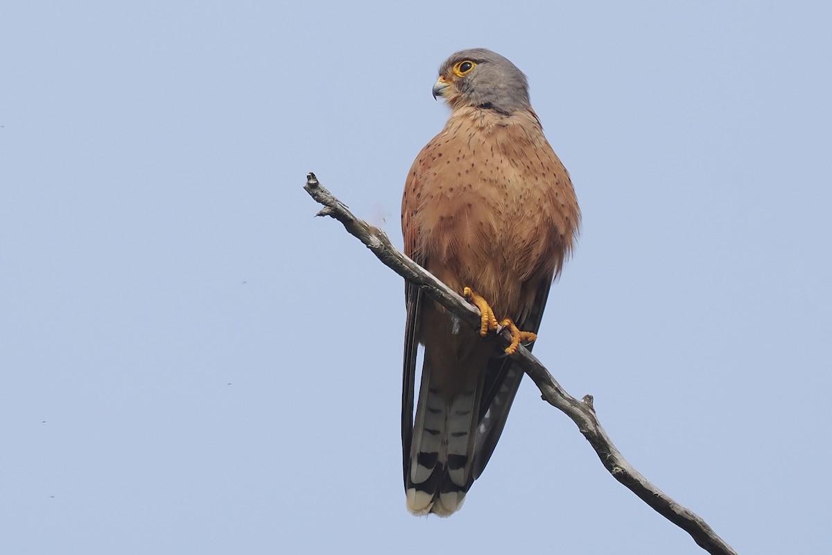 Rock Kestrel - ML642062696