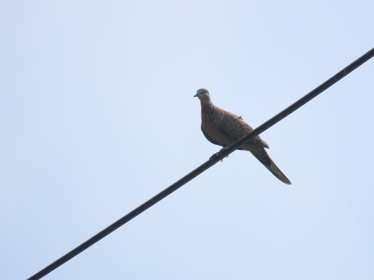 Spotted Dove - ML642062698