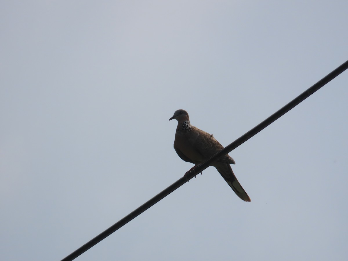 Spotted Dove - ML642062699