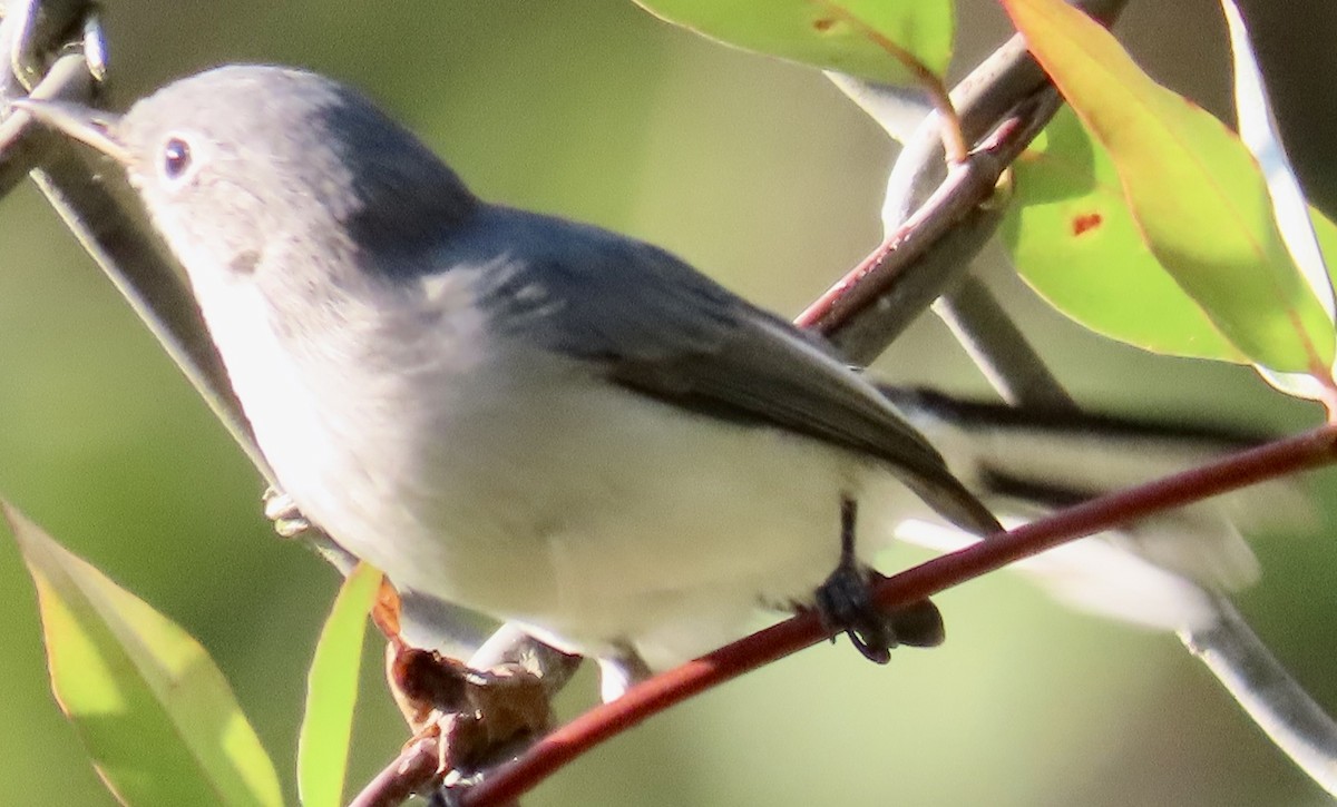 Blue-gray Gnatcatcher - ML642062701