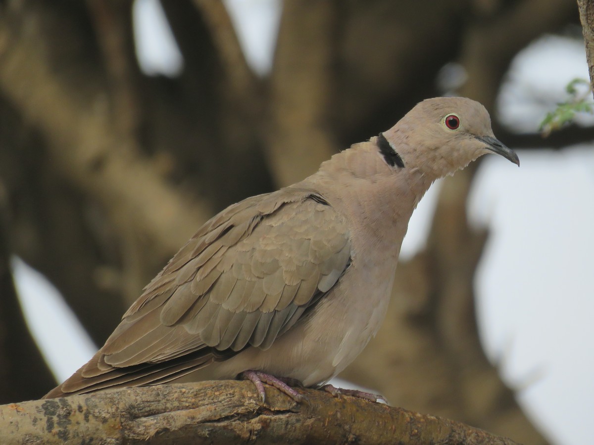 African Collared-Dove - ML642062703