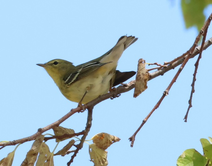 Blackpoll Warbler - ML642062704