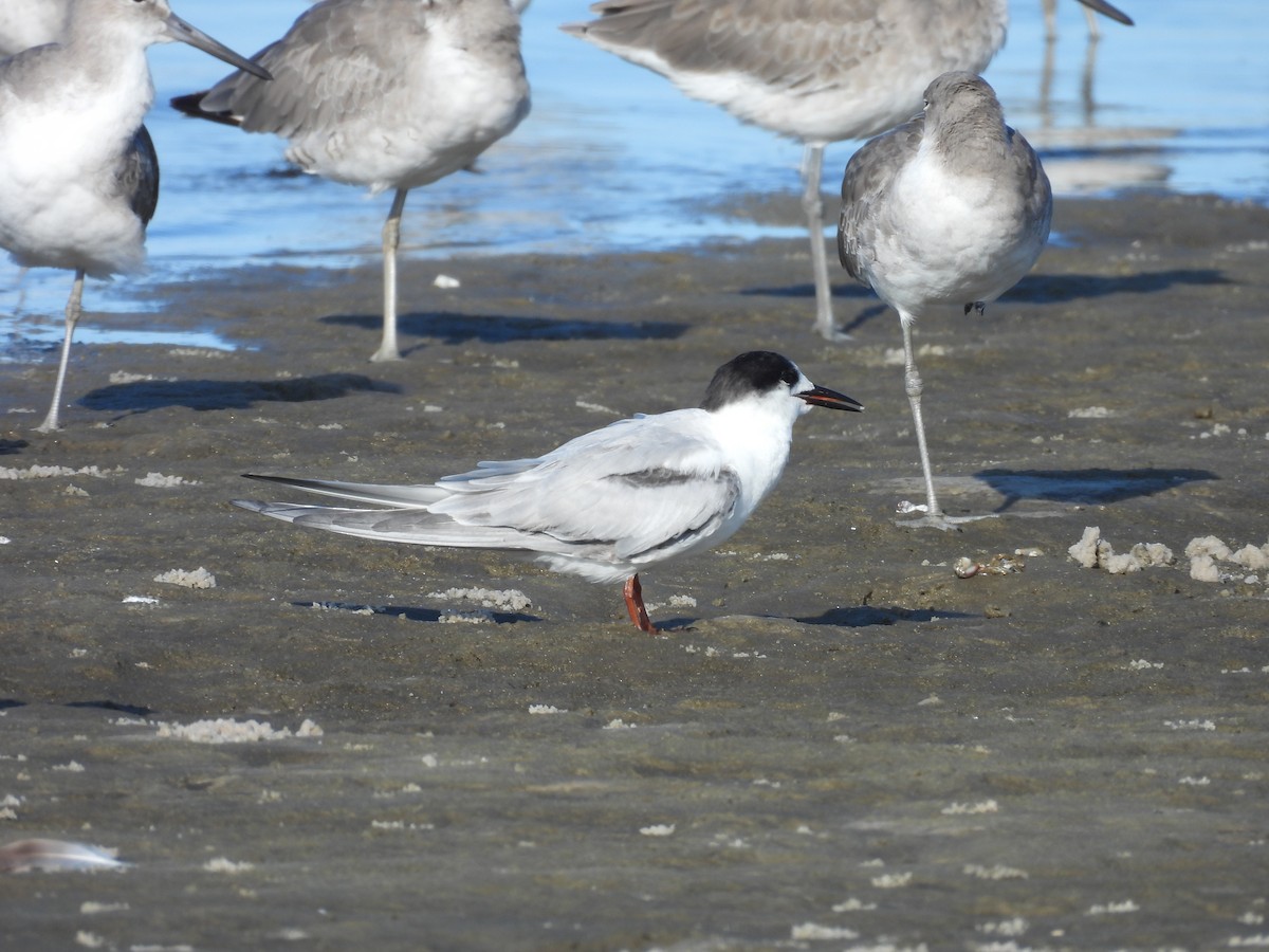 Common Tern - ML642062707