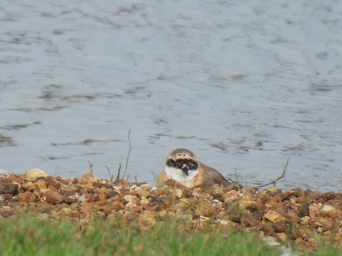 Tibetan Sand-Plover - ML642062708