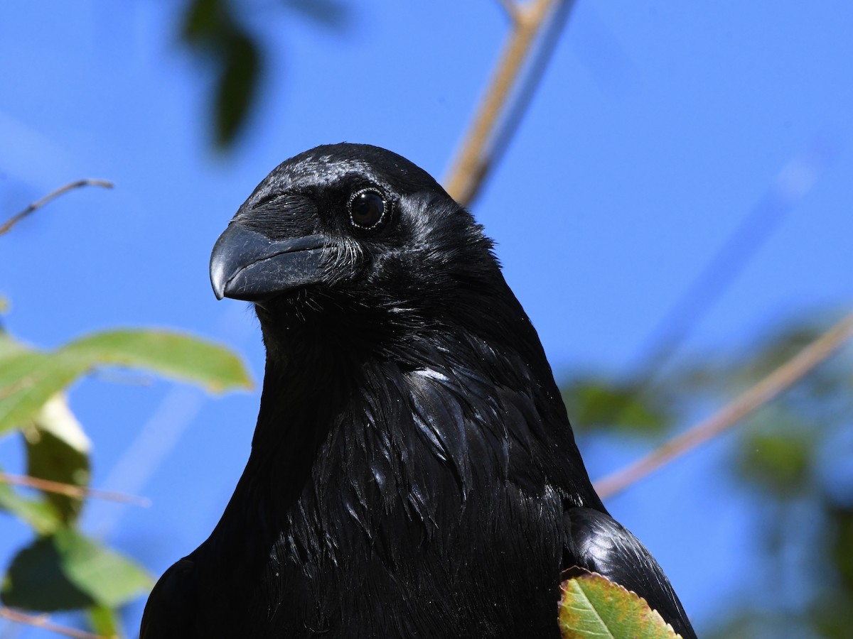 ravn - ML642062713