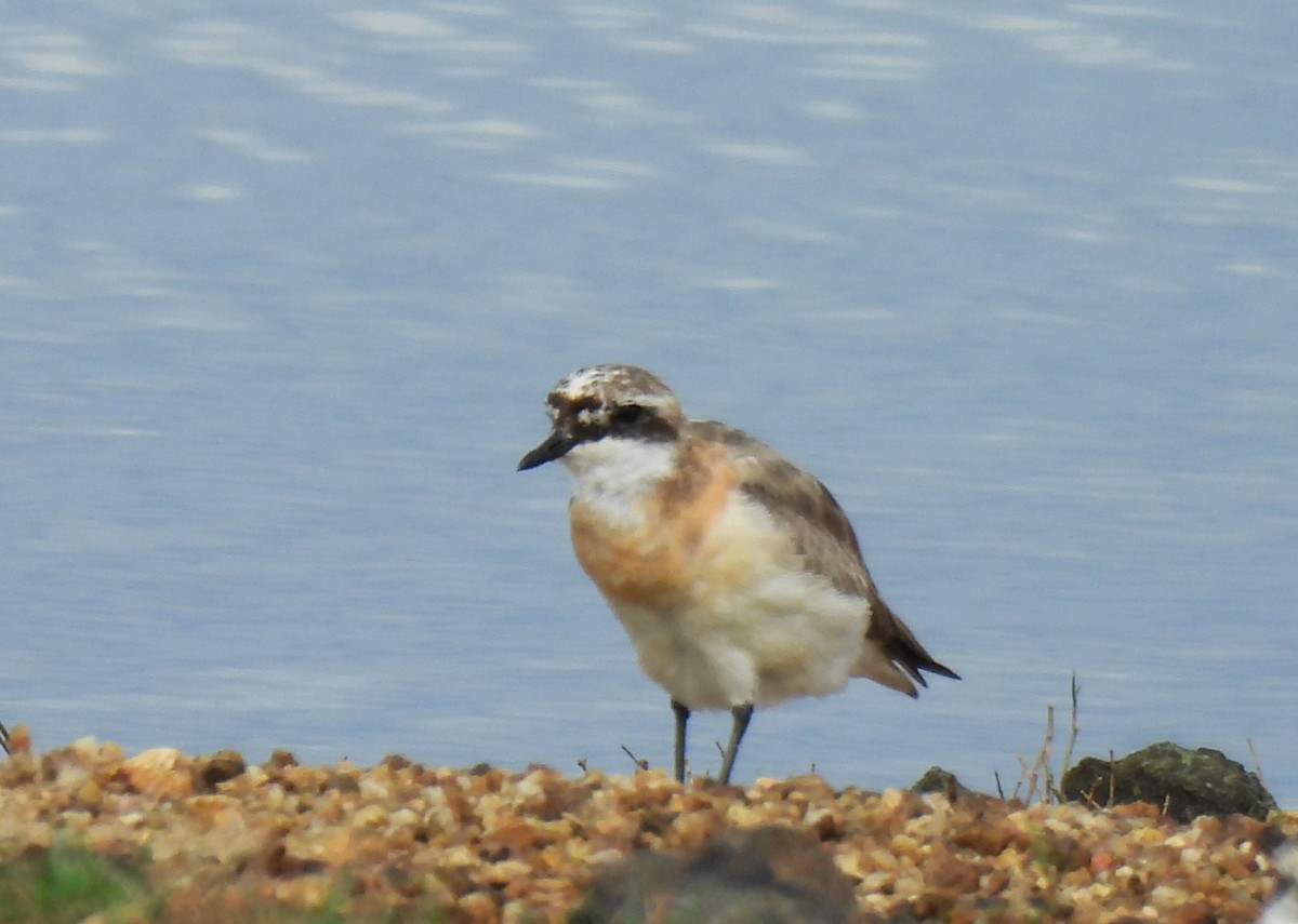 Tibetan Sand-Plover - ML642062717