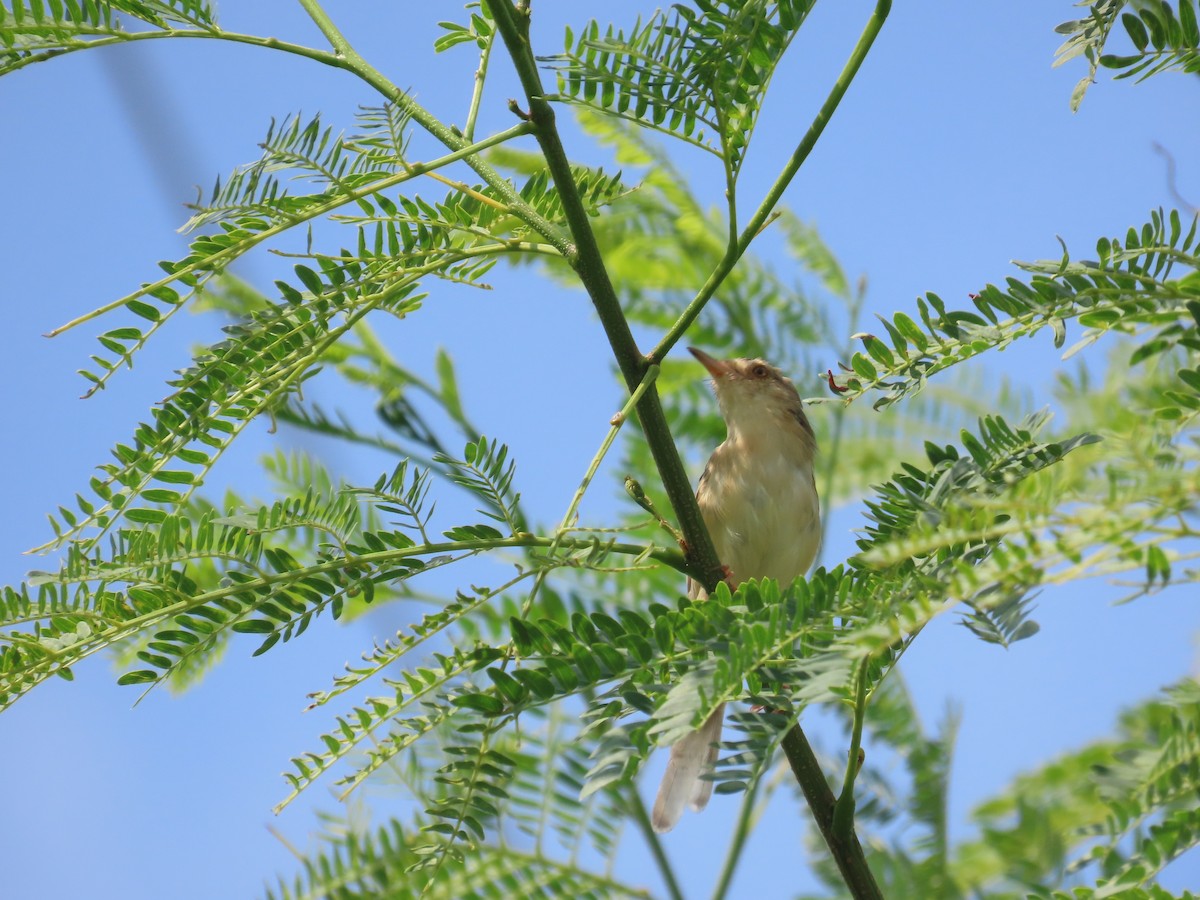Prinia Sencilla - ML642062726