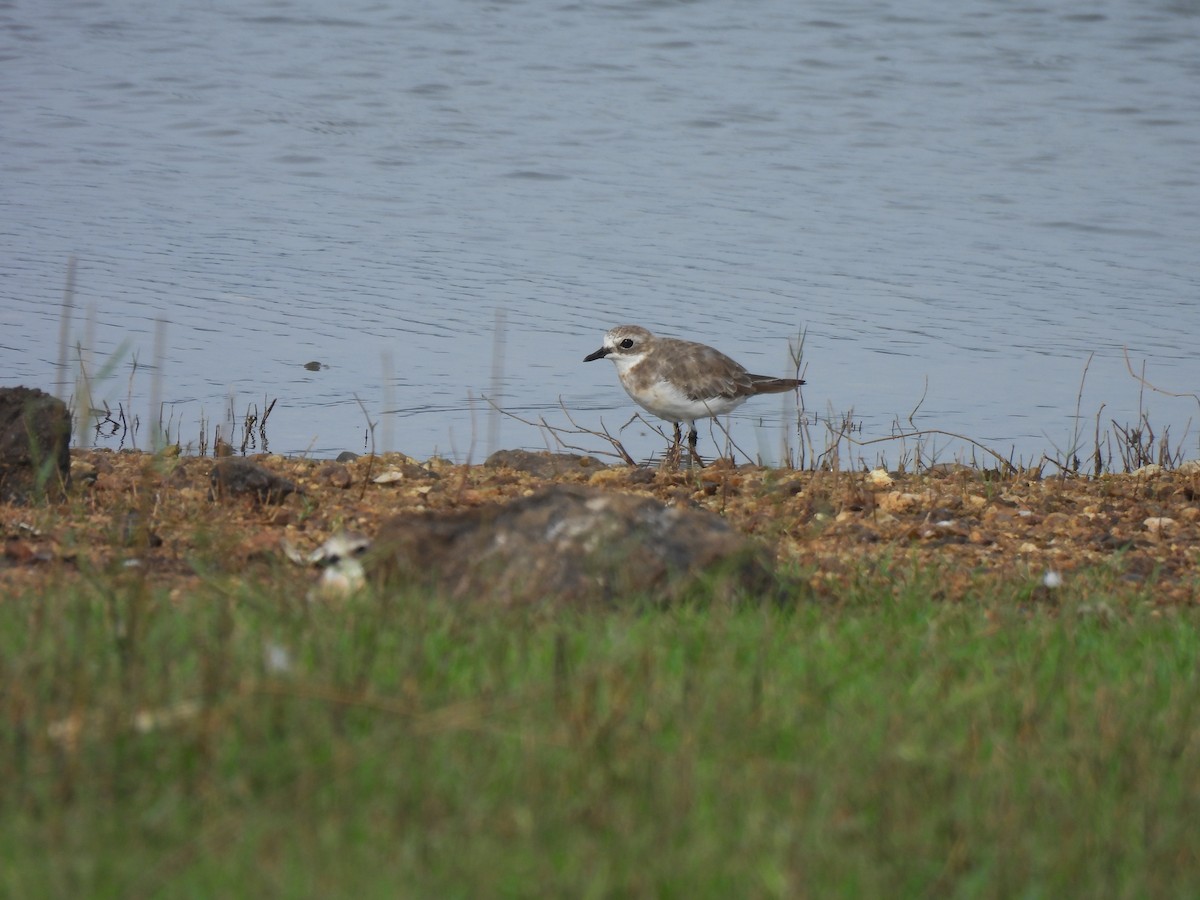 Tibetan Sand-Plover - ML642062729