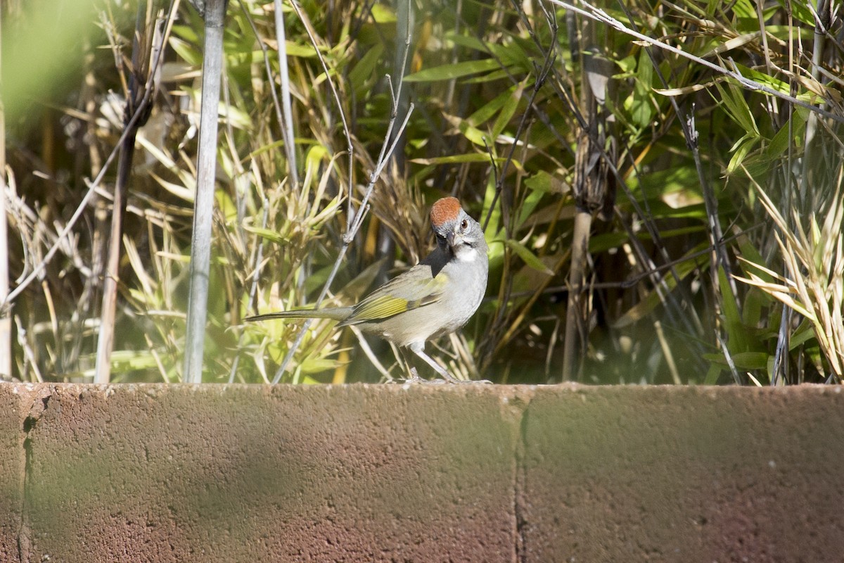 Green-tailed Towhee - ML642062731