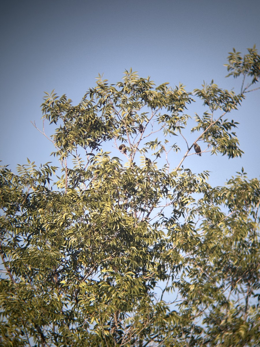 European Starling - ML642062742