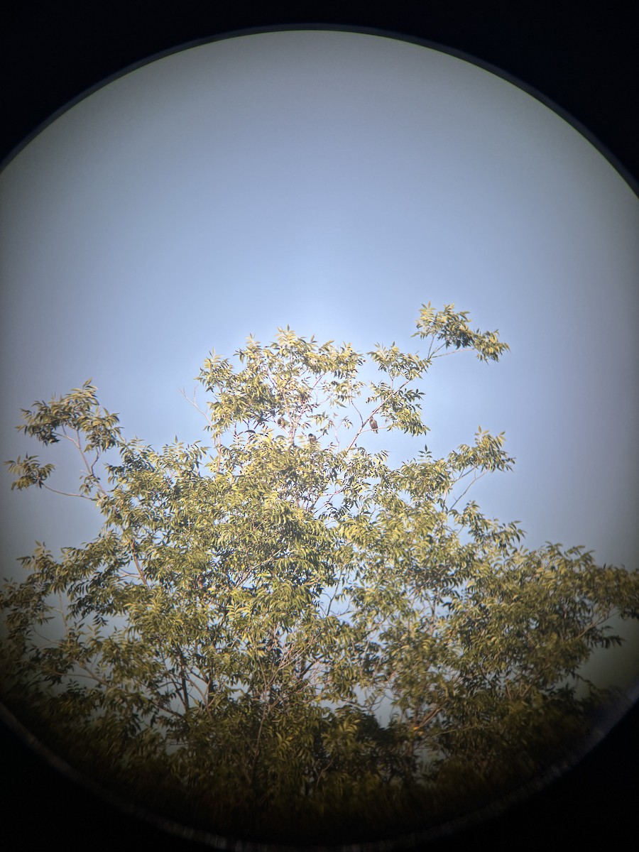European Starling - ML642062743