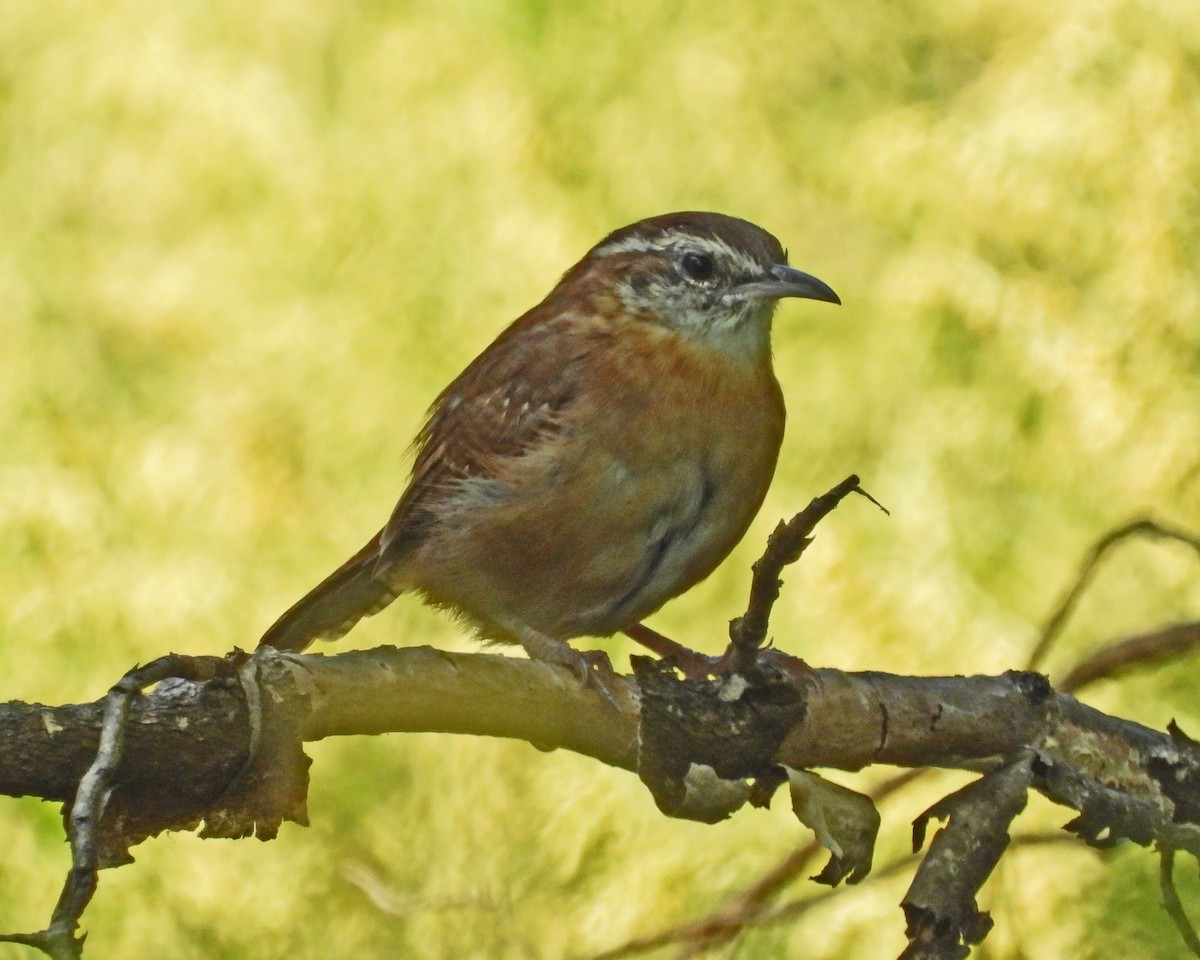 Carolina Wren - ML642062748