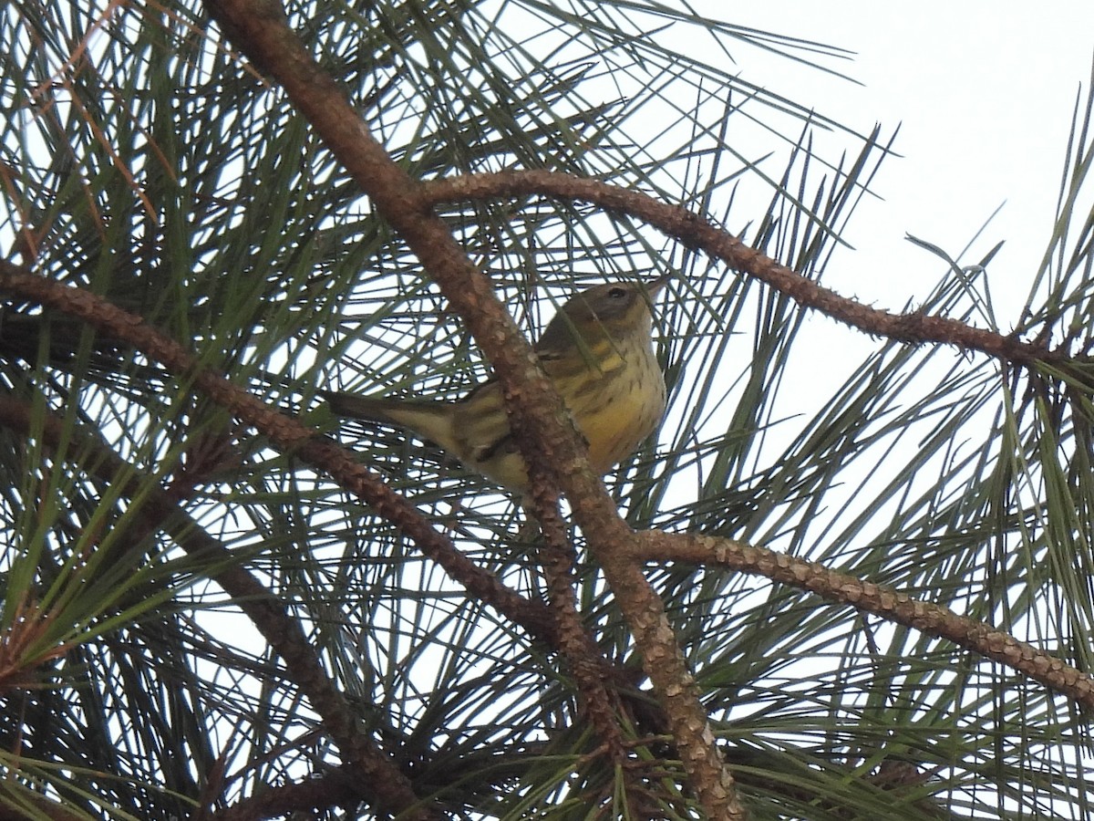 Pine Warbler - ML642062756