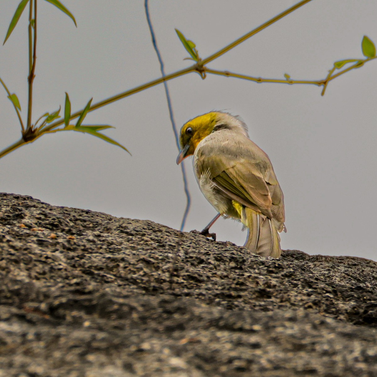 Yellow-throated Bulbul - ML642062764