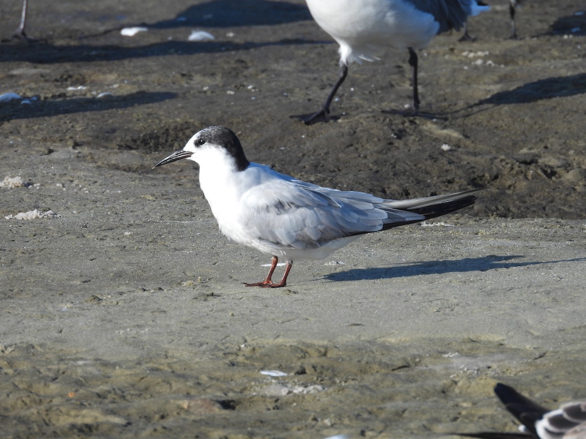 Common Tern - ML642062768