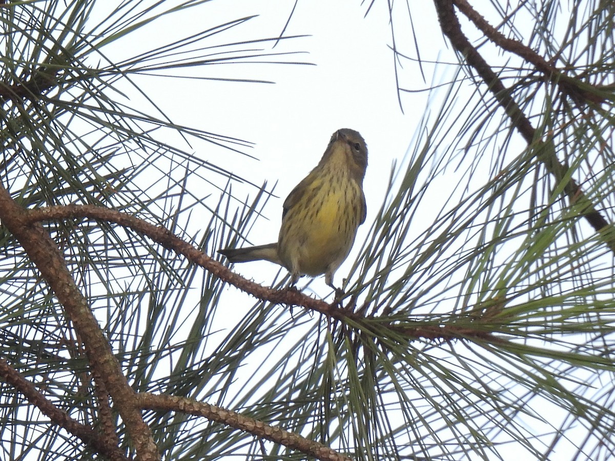 Pine Warbler - ML642062769