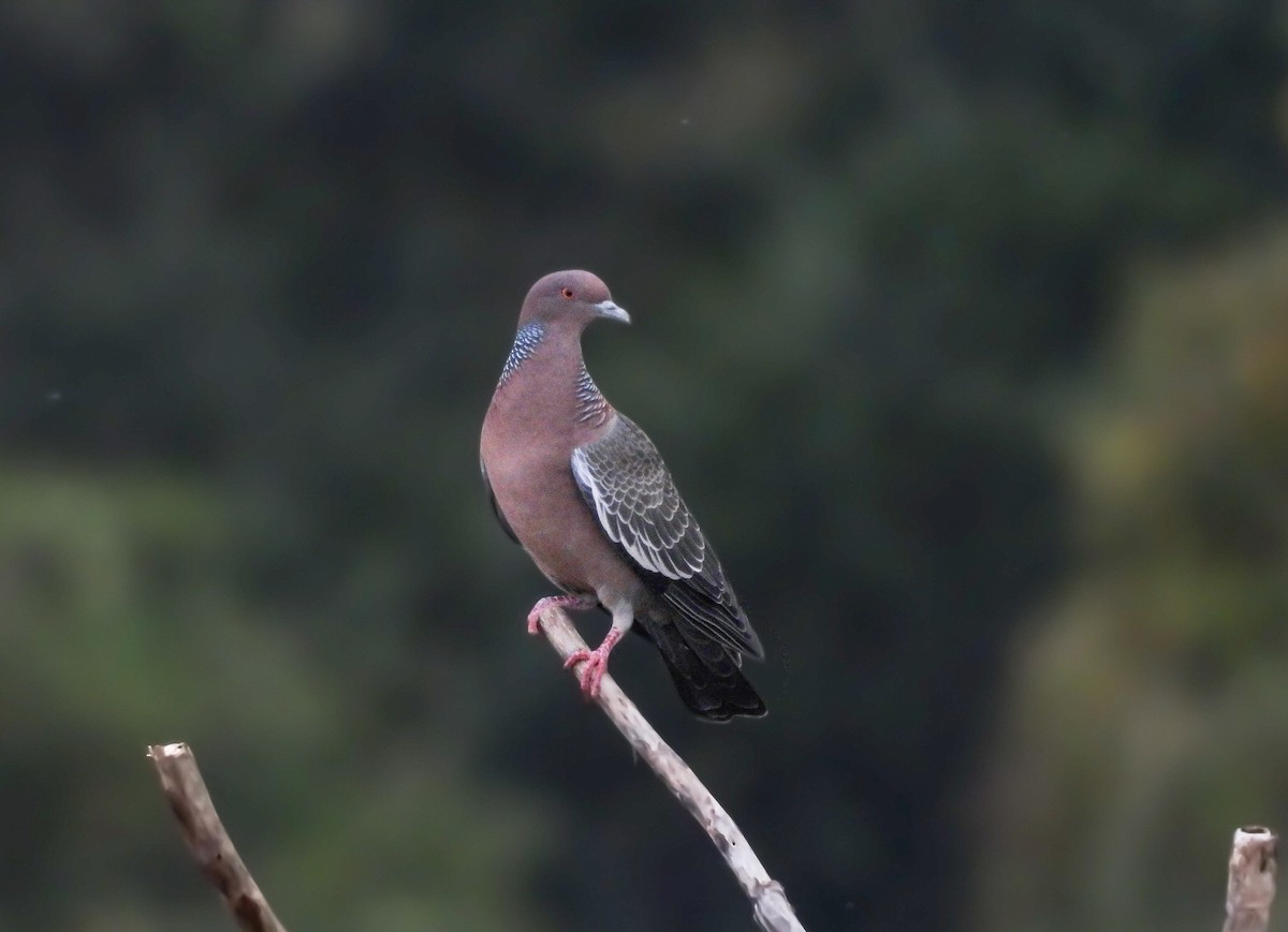 アカメバト - ML642062772