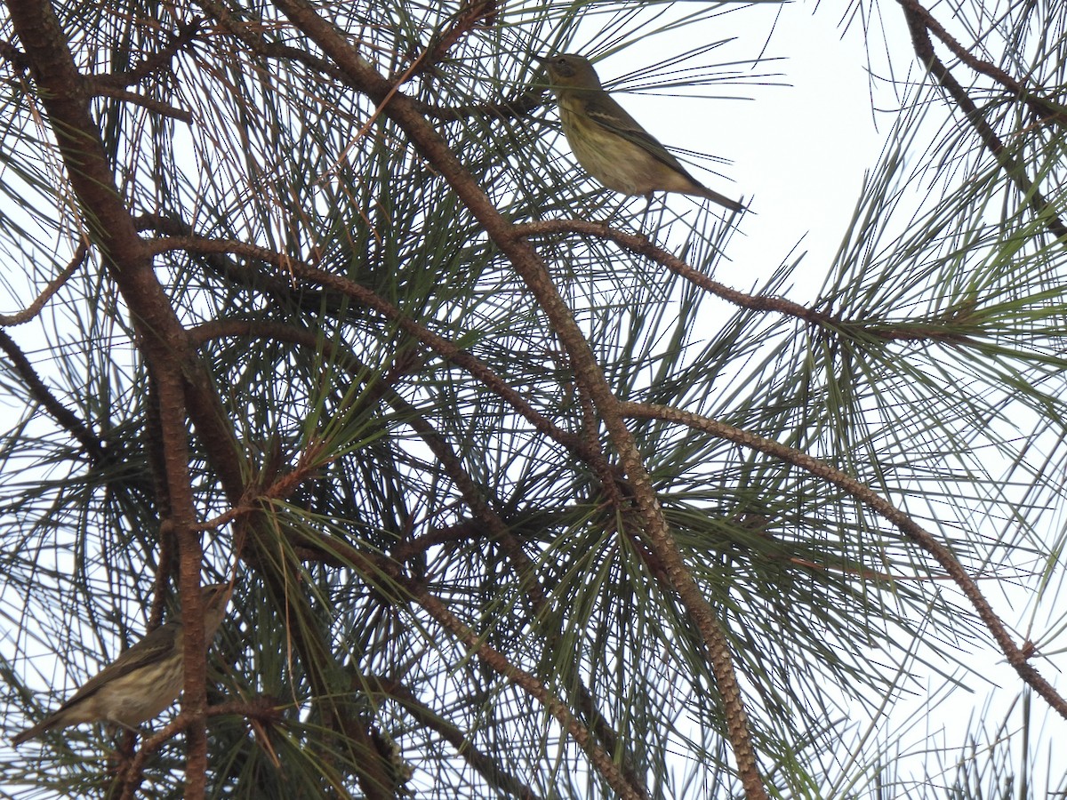 Pine Warbler - ML642062784