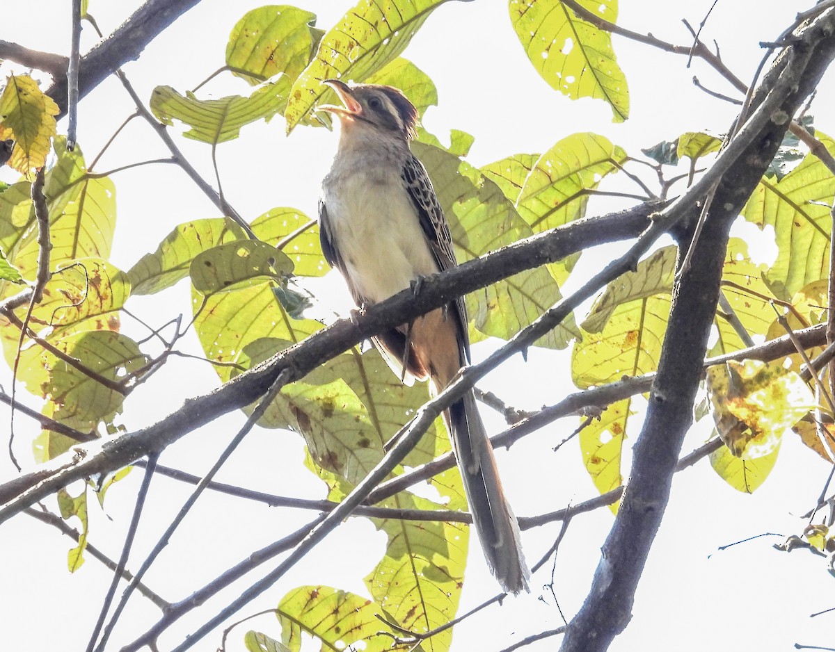 Striped Cuckoo - ML642062799