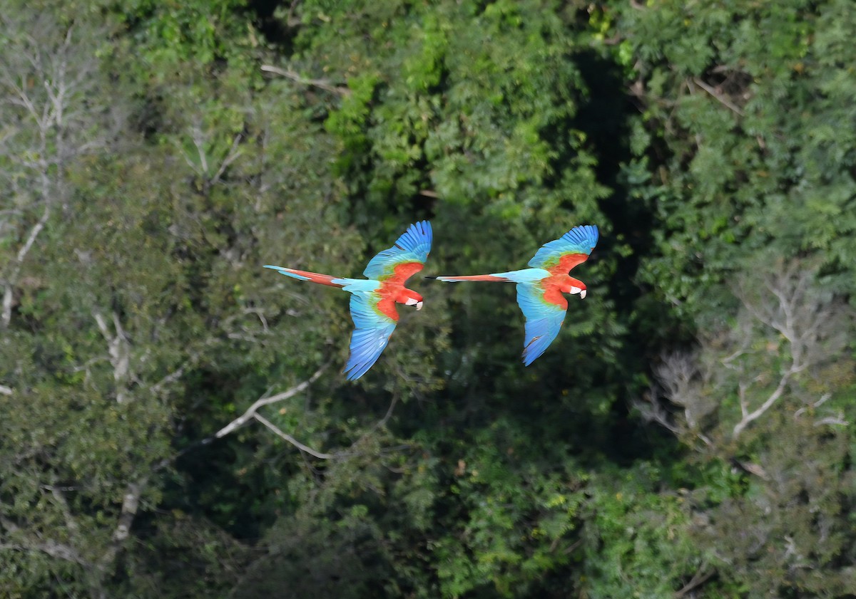 Red-and-green Macaw - ML642062815