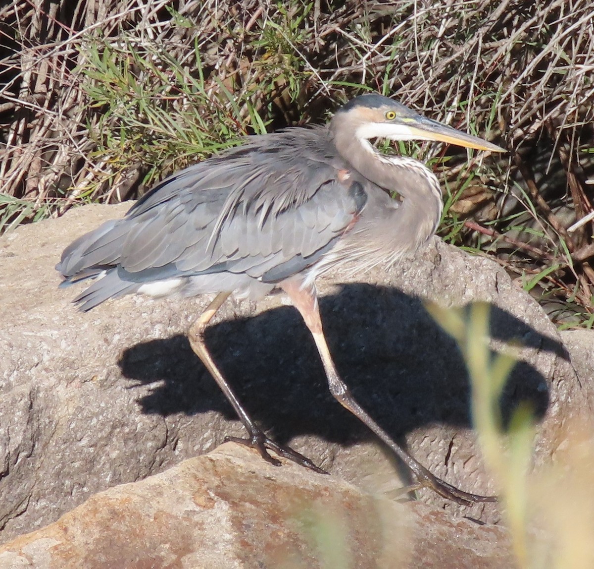 Great Blue Heron - ML642062817