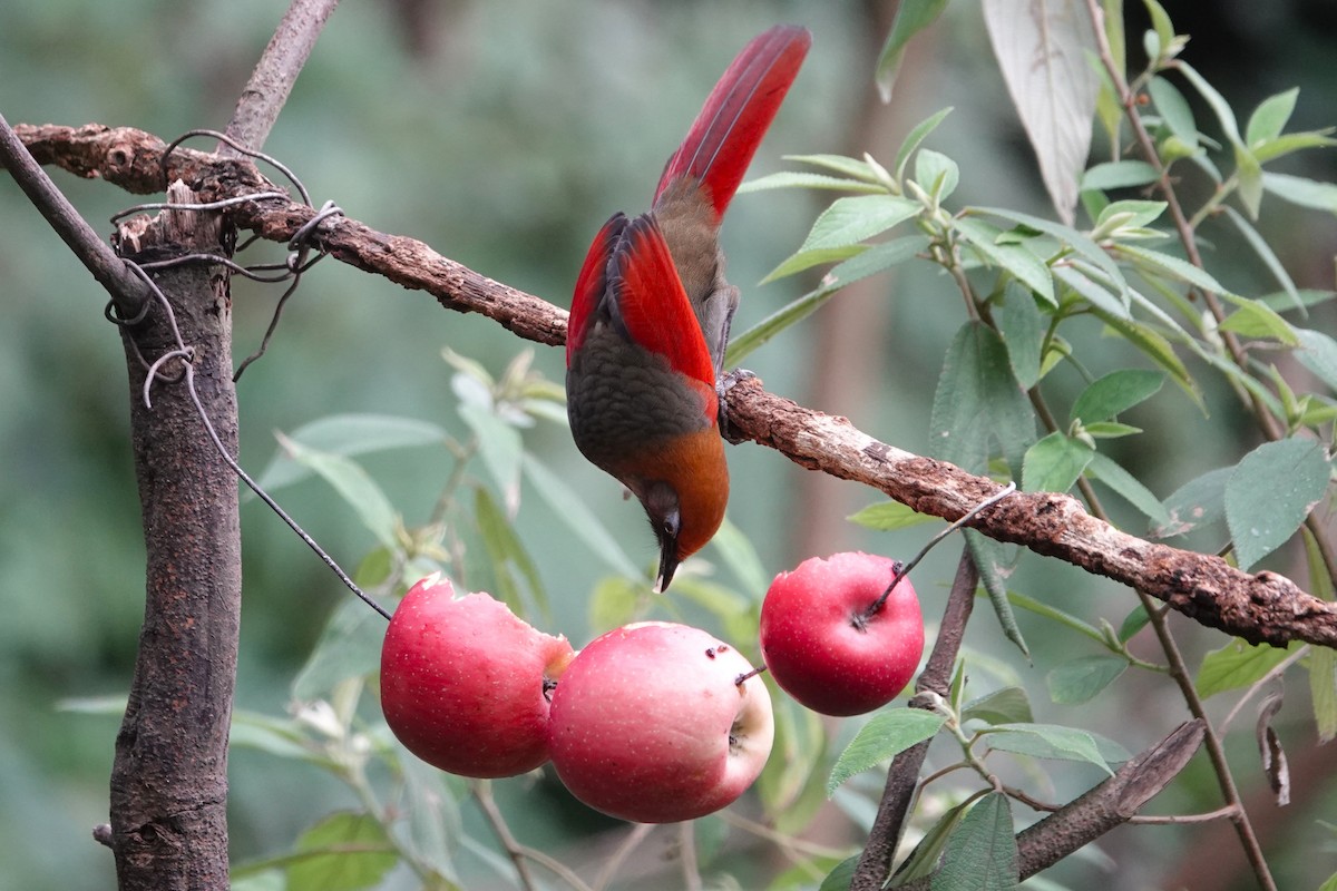 Red-tailed Laughingthrush - ML642062818