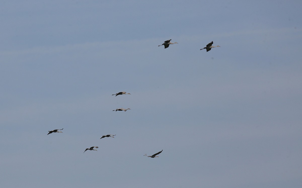 Sandhill Crane - ML642062823