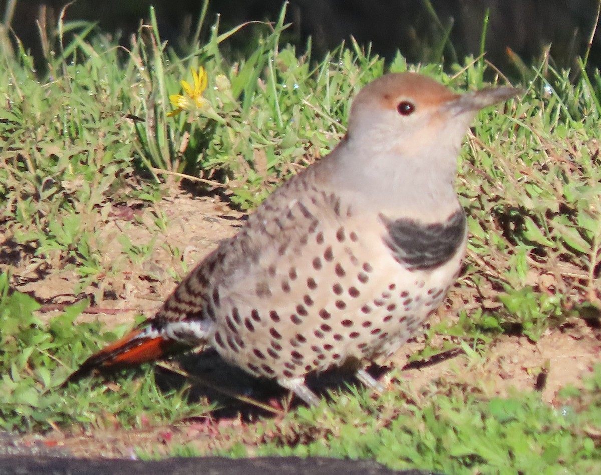 Northern Flicker - ML642062832