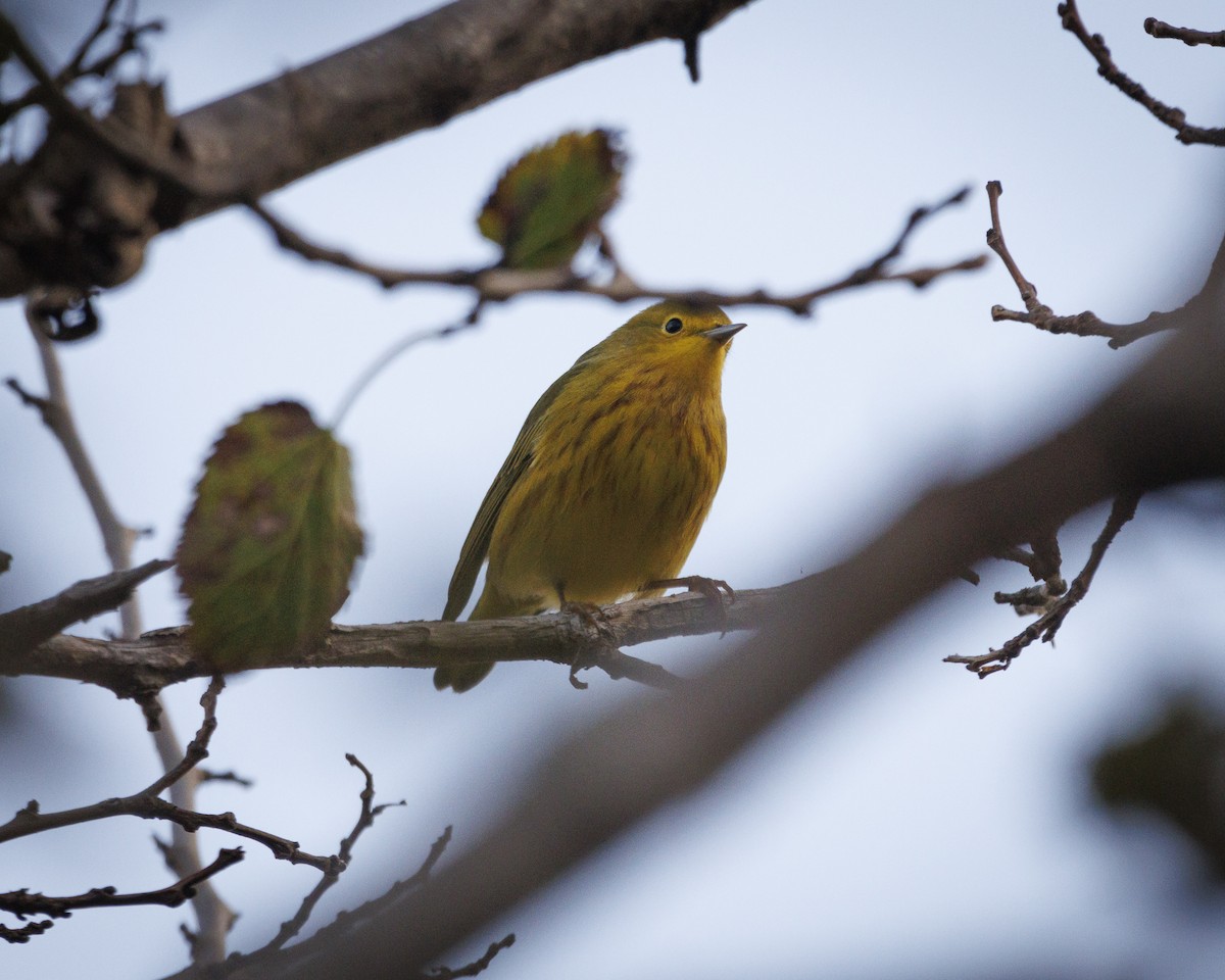Yellow Warbler - ML642062833
