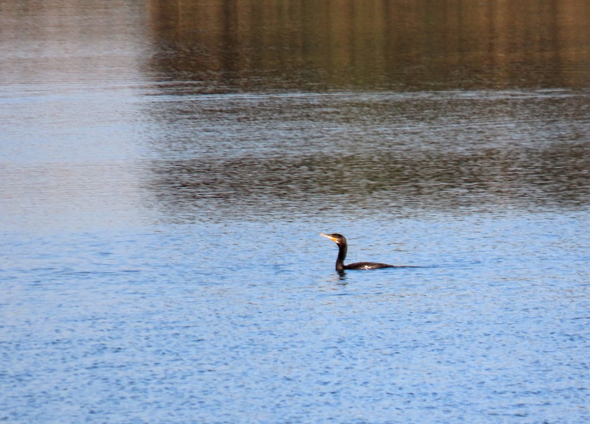 Great Cormorant - ML642062840