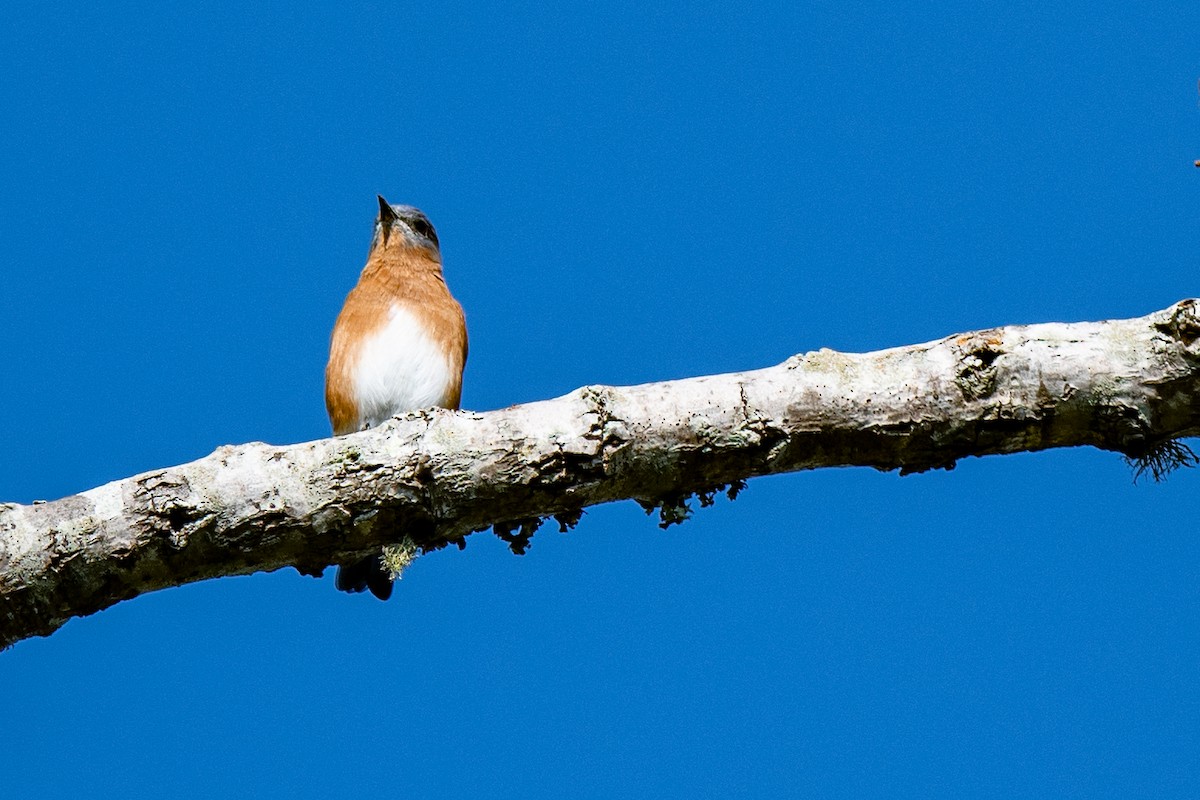 Eastern Bluebird - ML642062848