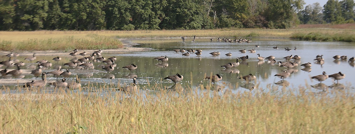 Canada Goose - ML642062849