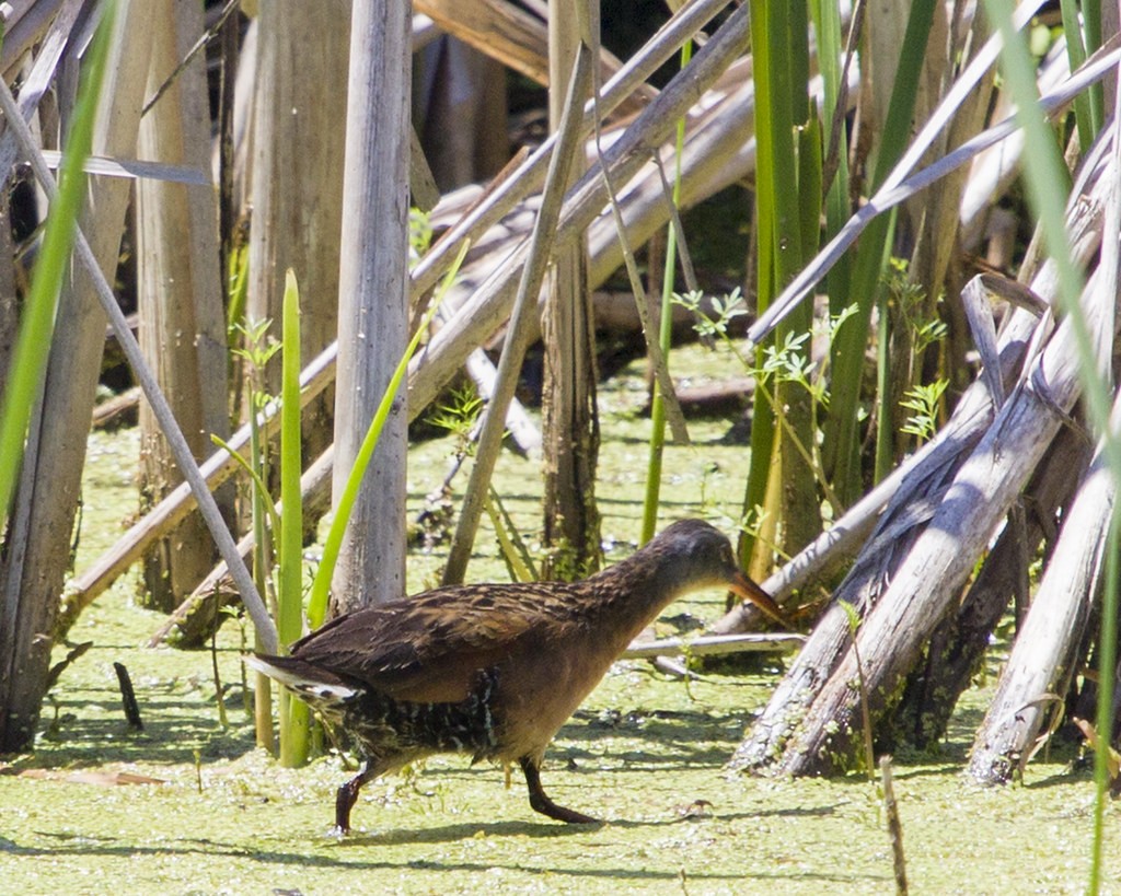 Virginia Rail - ML642062857