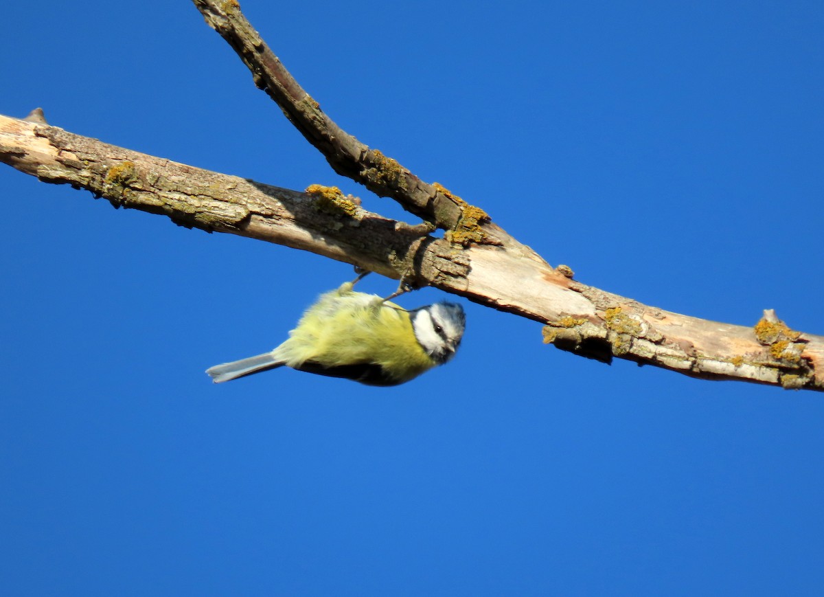 Eurasian Blue Tit - ML642062874