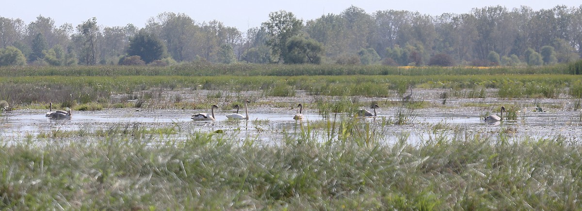 Trumpeter Swan - ML642062877