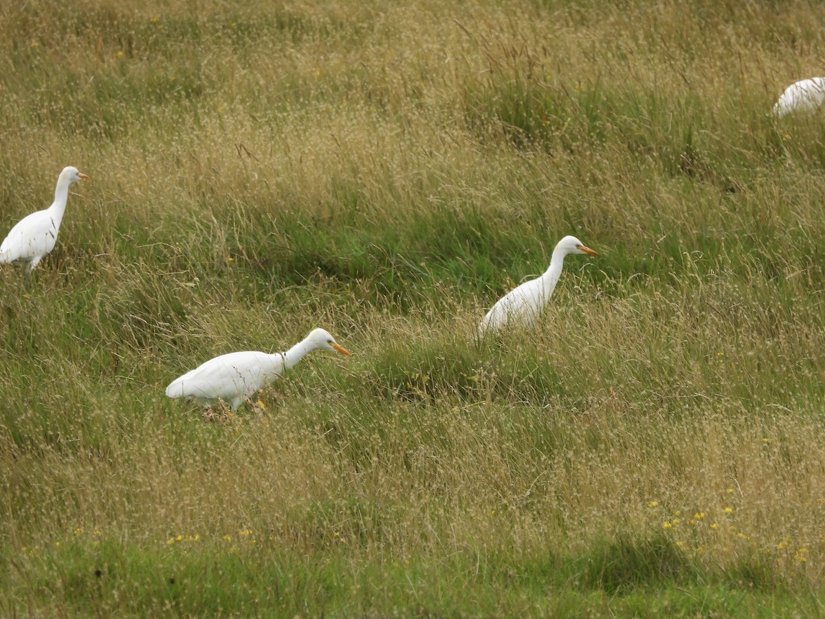 Western Cattle-Egret - ML642062888