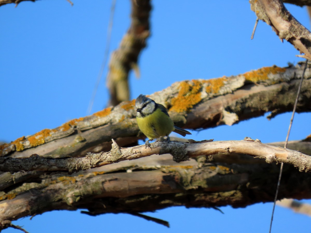 Eurasian Blue Tit - ML642062899