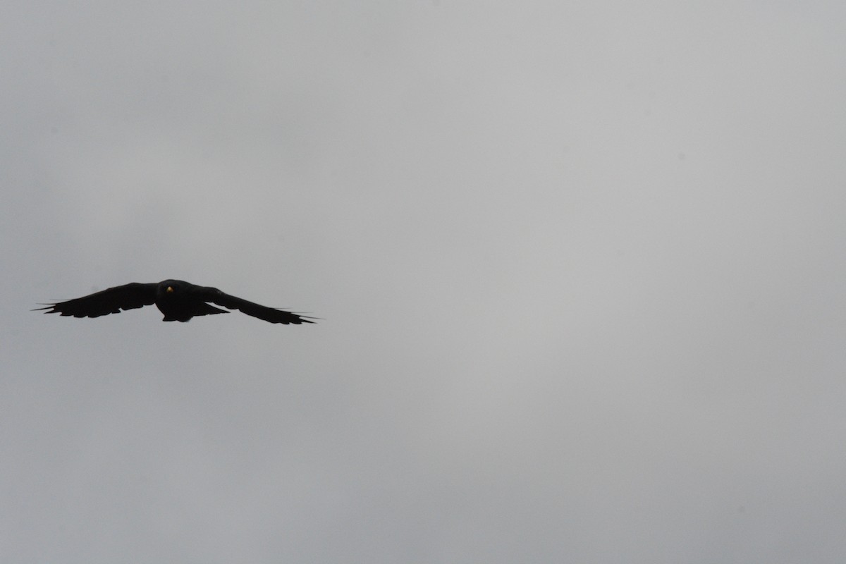 Yellow-billed Chough - ML642062907