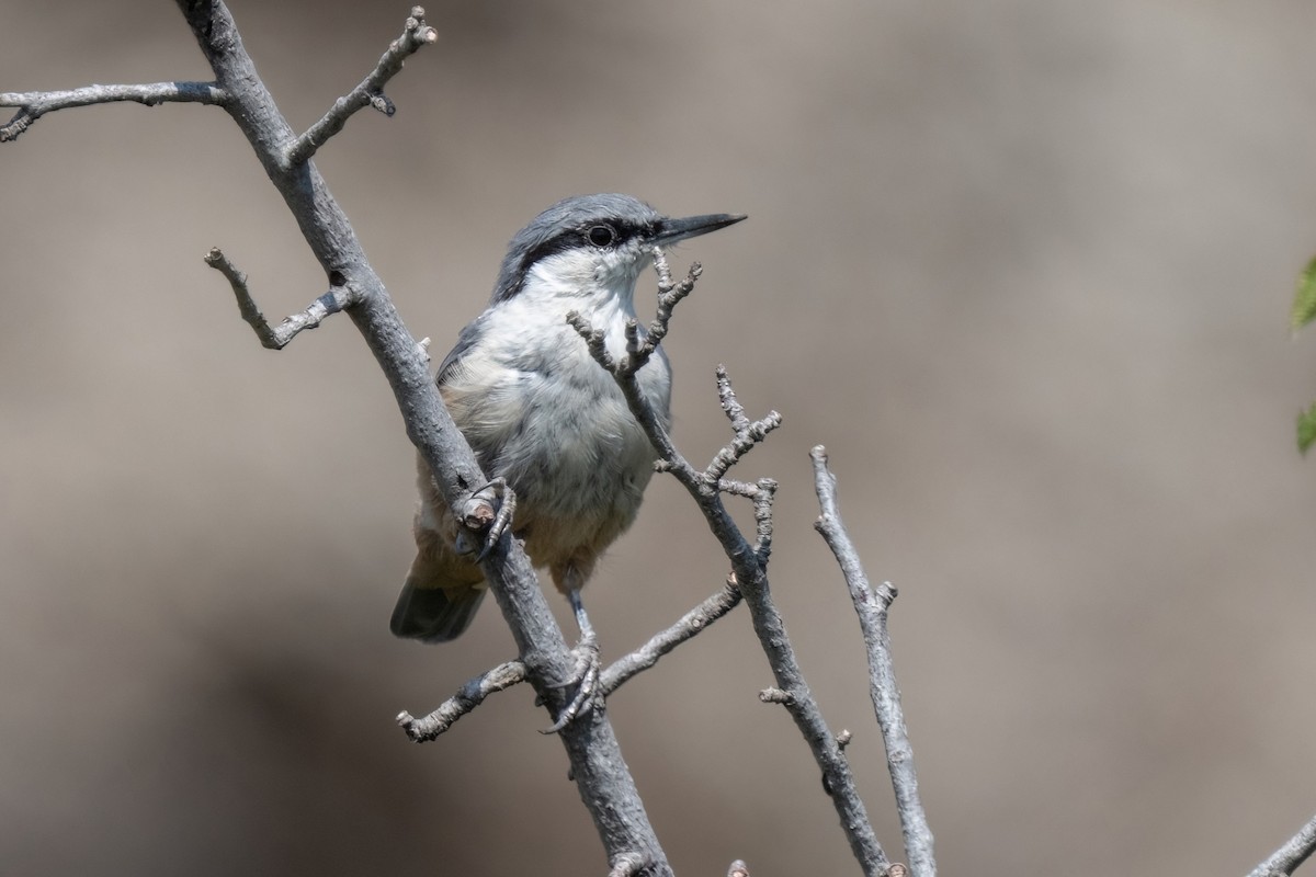 Western Rock Nuthatch - ML642062910