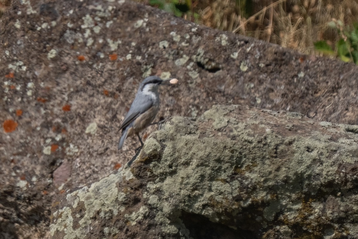 Western Rock Nuthatch - ML642062911