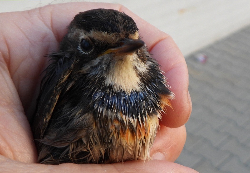 Bluethroat - ML642062913