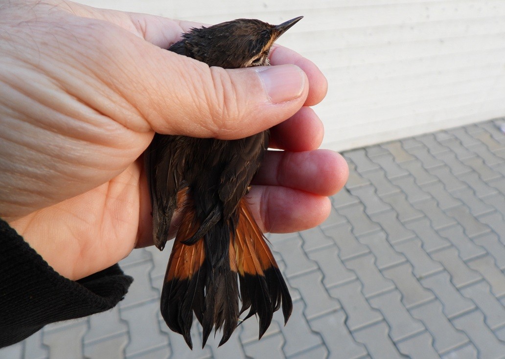 Bluethroat - ML642062914