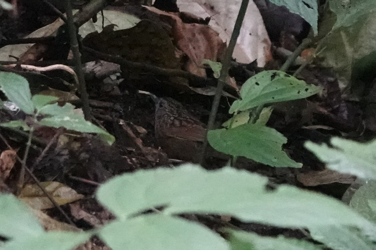 Streaked Wren-Babbler - ML642062915