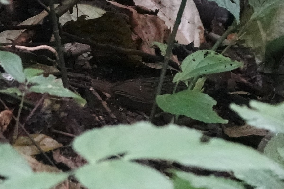 Streaked Wren-Babbler - ML642062916