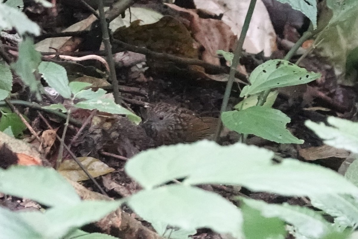 Streaked Wren-Babbler - ML642062917