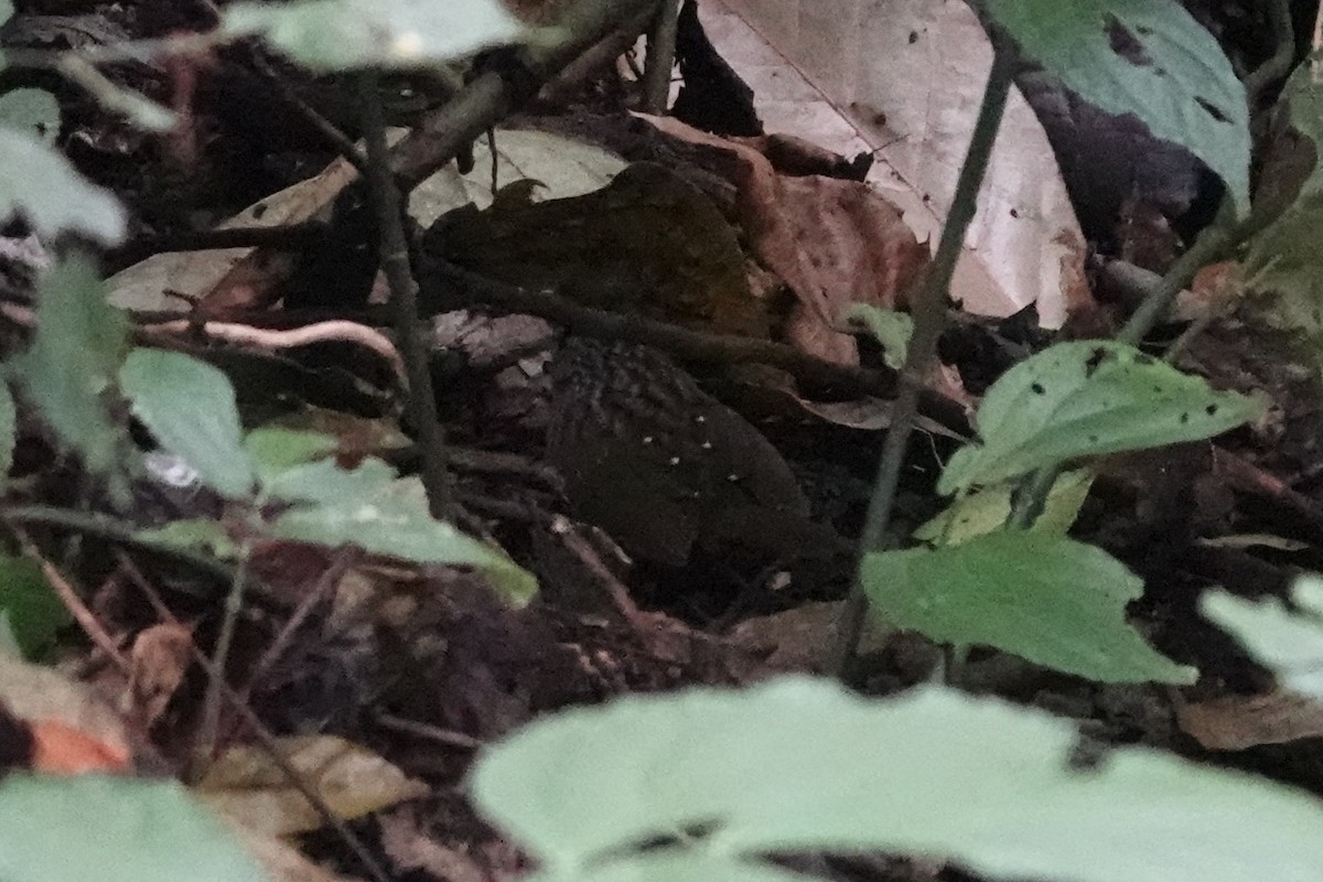 Streaked Wren-Babbler - ML642062919