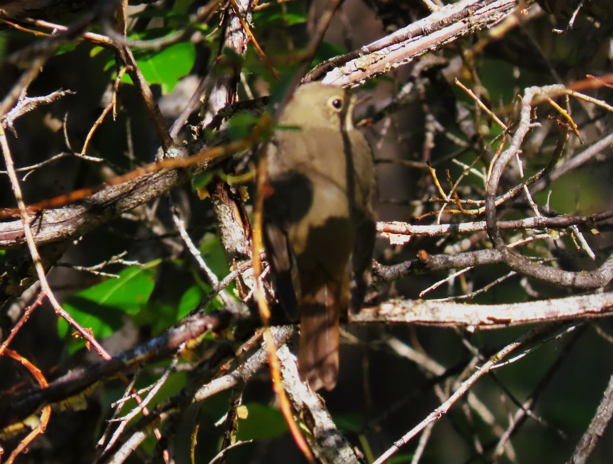 Hermit Thrush - ML642062920