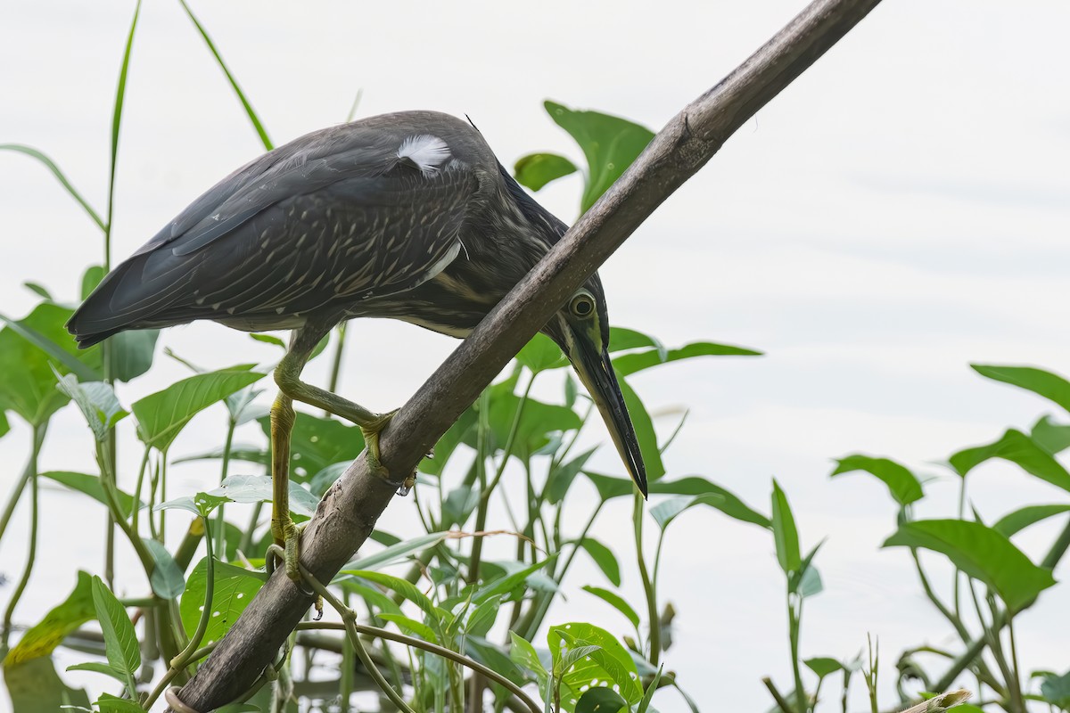 Striated Heron - ML642062921
