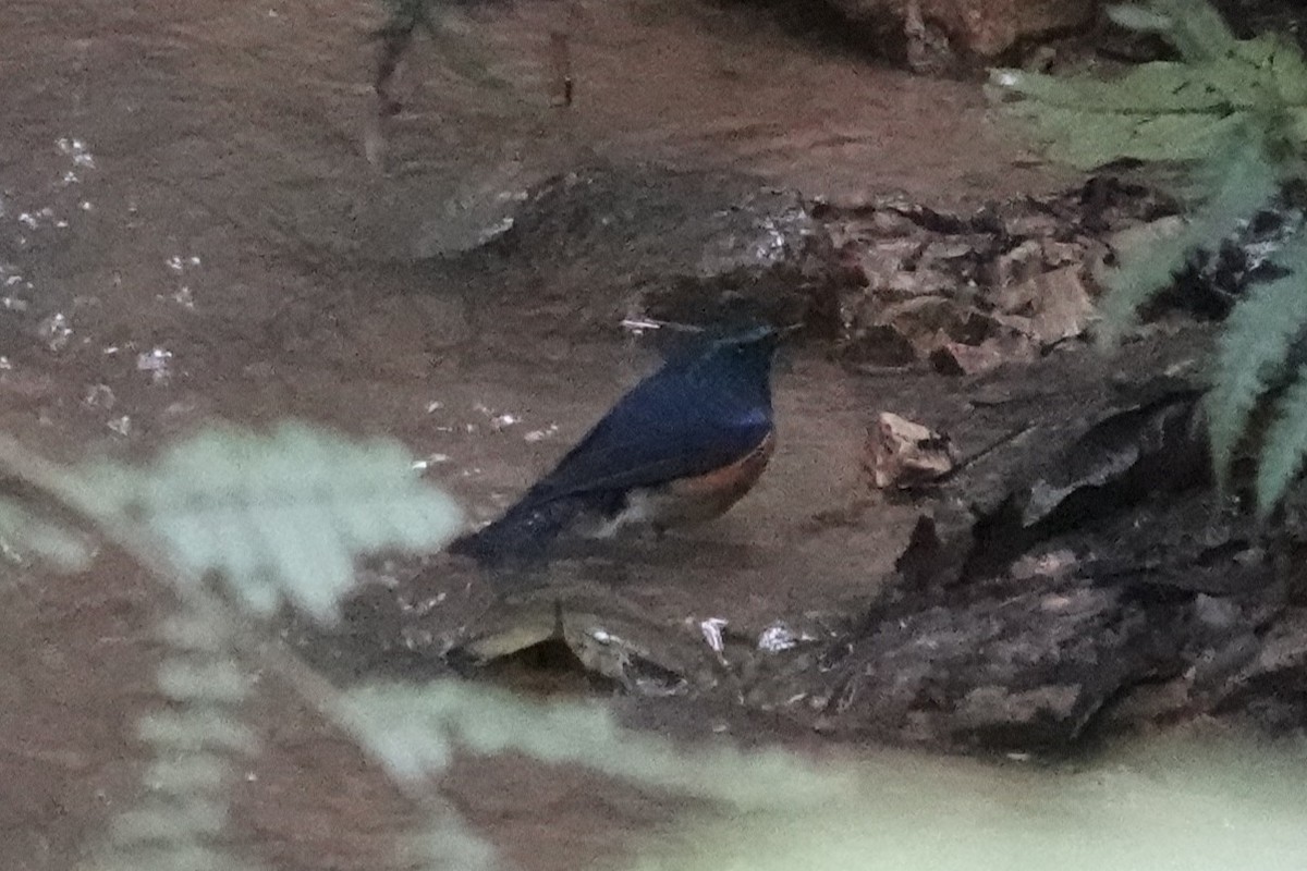 Himalayan Bluetail - ML642062923