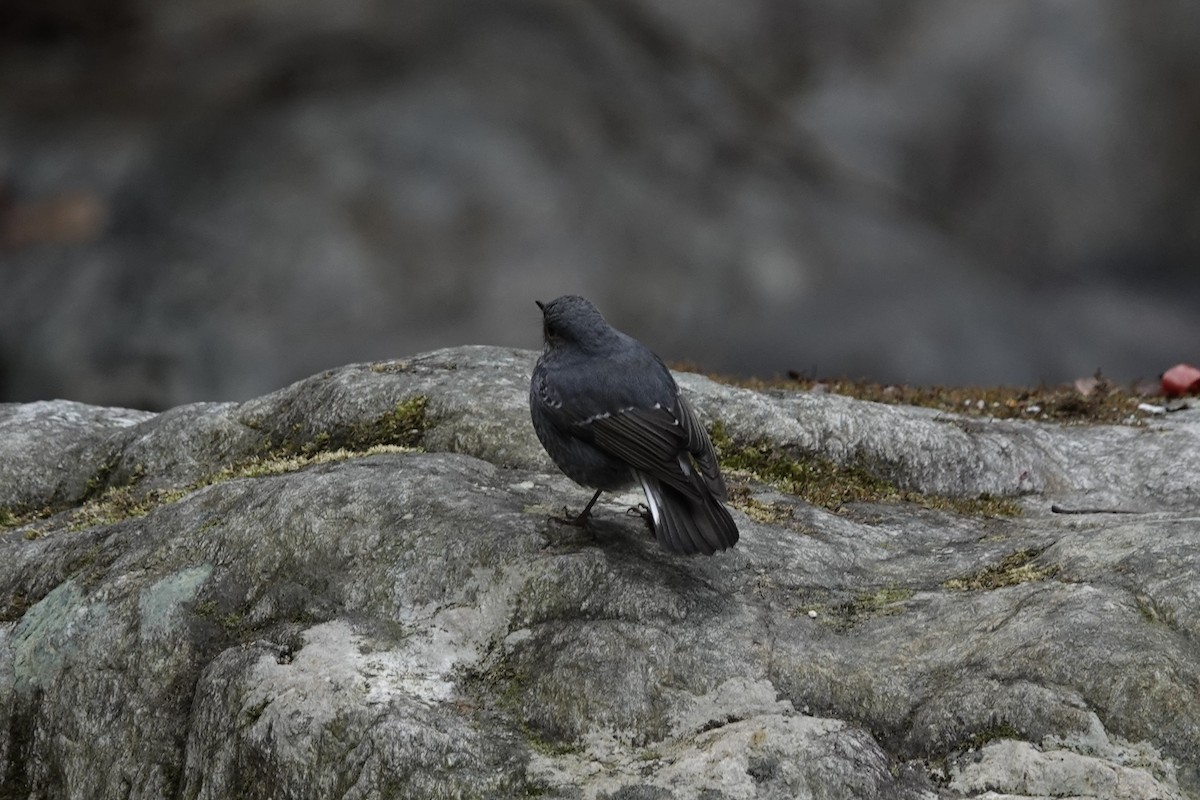 Plumbeous Redstart - ML642062925